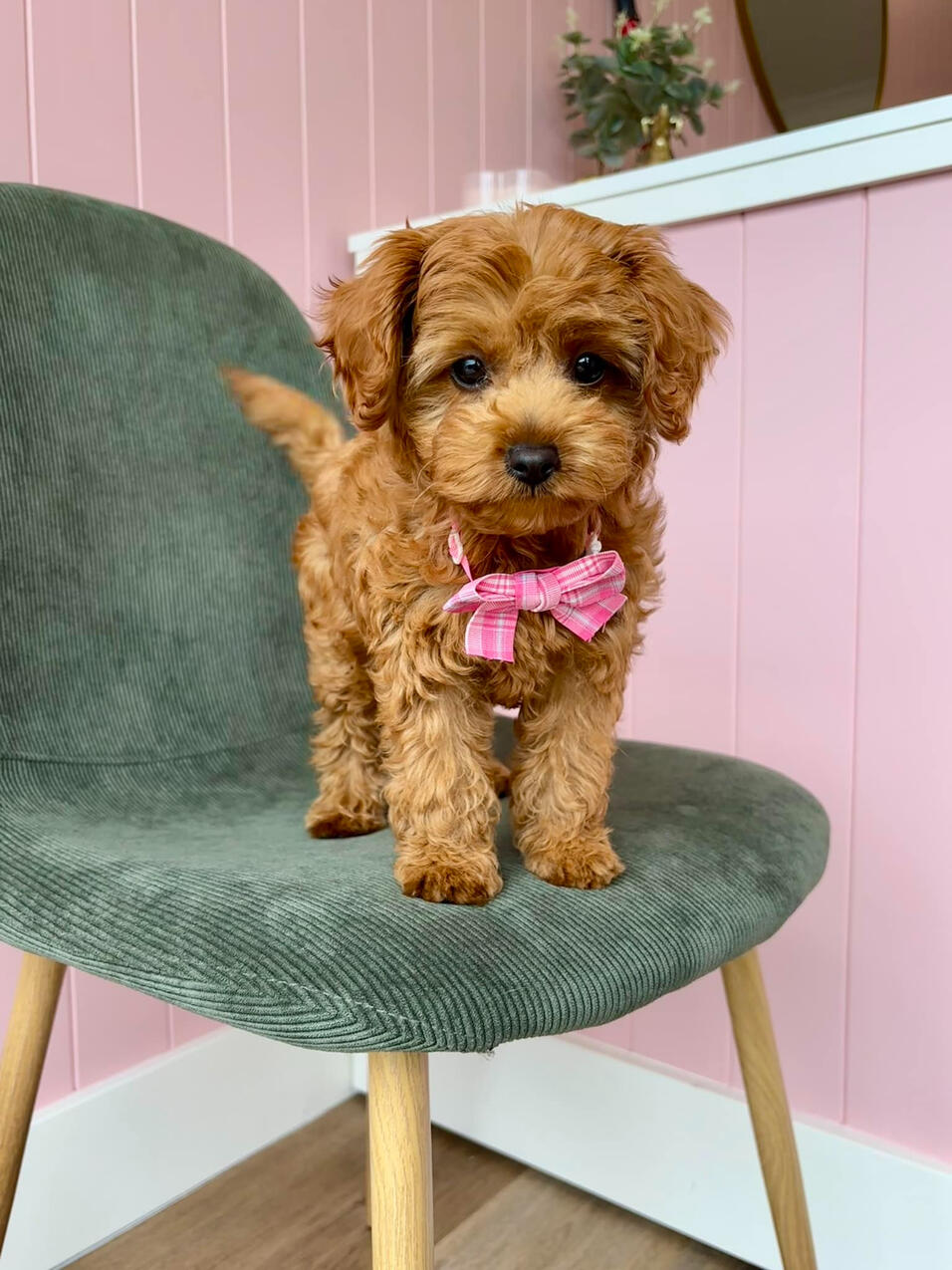 Puppy Love Dog Grooming